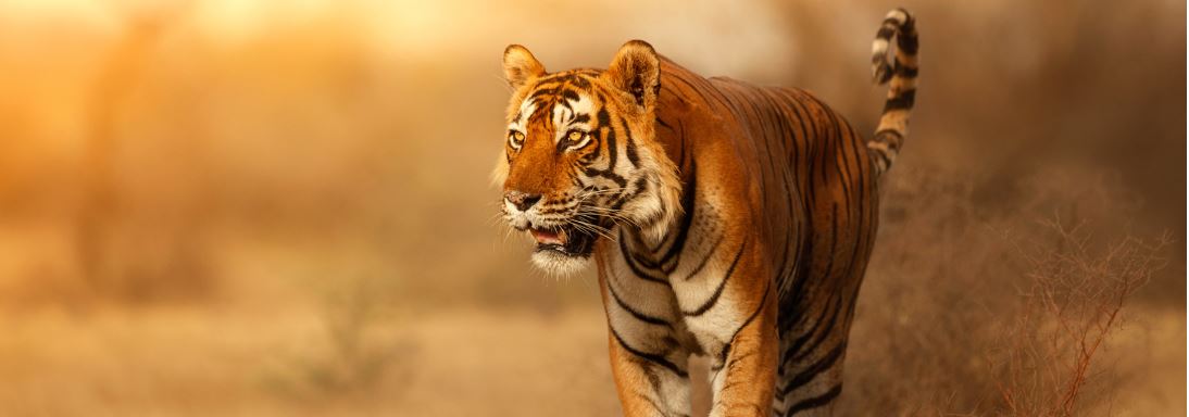 Great tiger male in the nature habitat. ©Adobe Stock/photocech