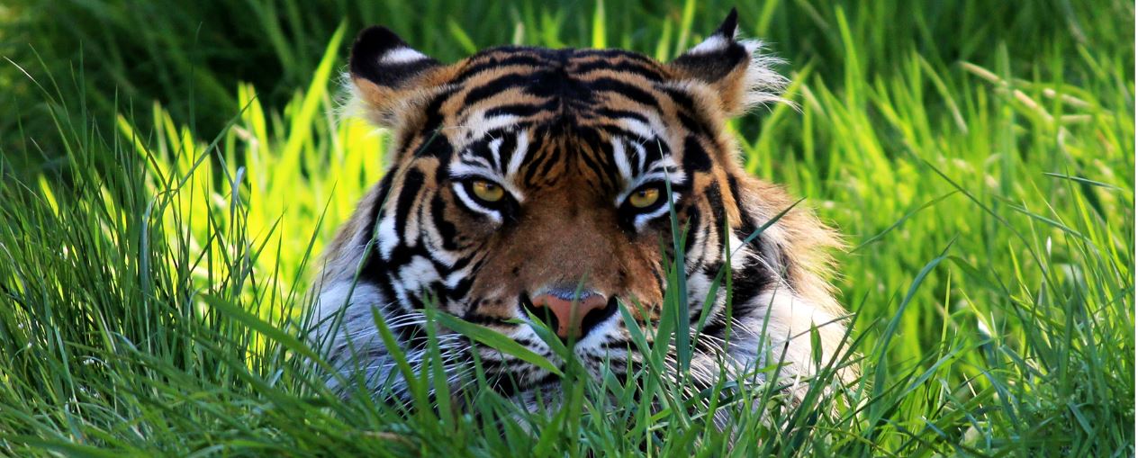 Great Tiger male in the nature habitat ©Adobe Stock/photocech 