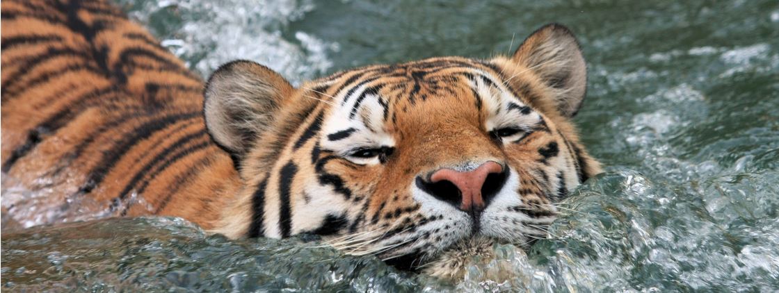Swimmin Tiger
